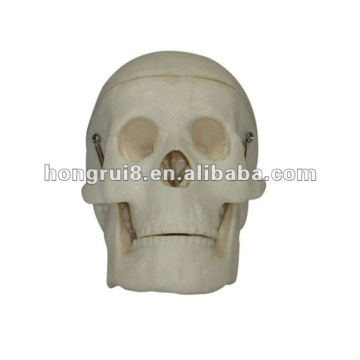 ISO Dissectible skull model, Miniature Skull Model